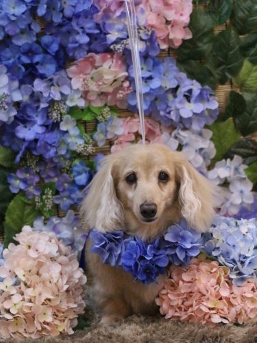 20250622グラちゃん